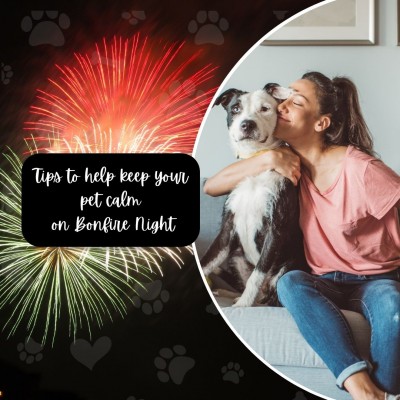  Tips to help keep your pet calm on Bonfire Night